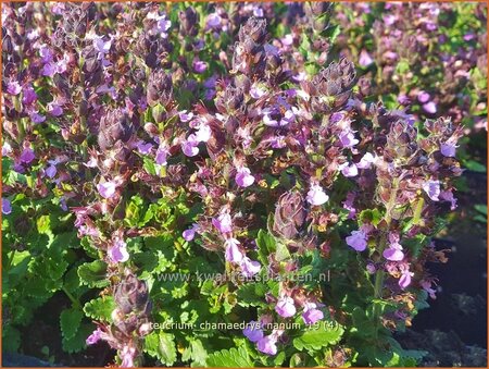 Teucrium chamaedrys &#39;Nanum&#39;