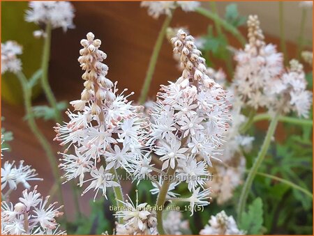 Tiarella 'Emerald Ellie'