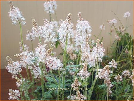 Tiarella 'Emerald Ellie'