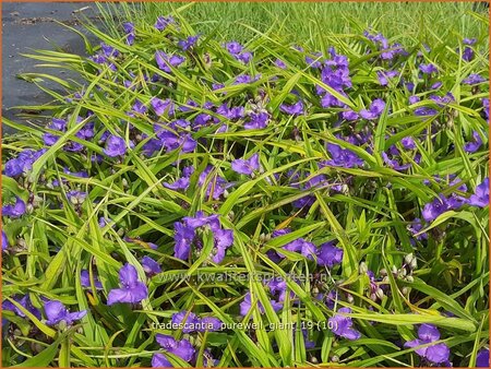 Tradescantia &#39;Purewell Giant&#39;