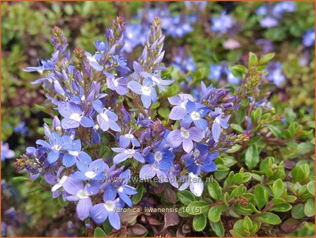 Veronica liwanensis