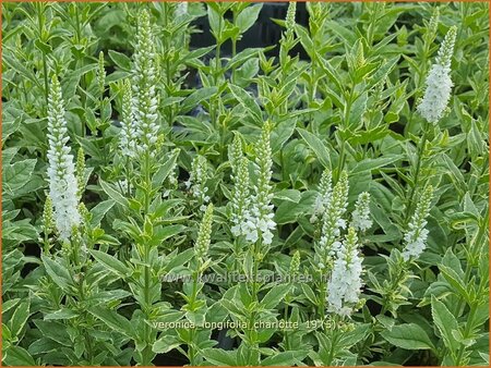 Veronica longifolia &#39;Charlotte&#39;