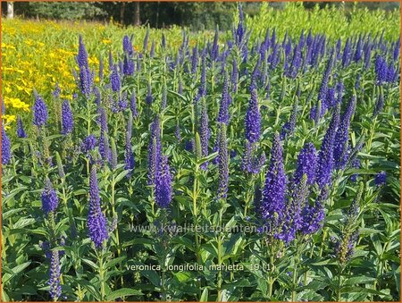 Veronica longifolia &#39;Marietta&#39;