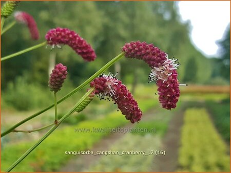 Sanguisorba &#39;Cangshan Cranberry&#39;