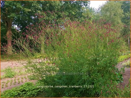 Sanguisorba &#39;Cangshan Cranberry&#39;