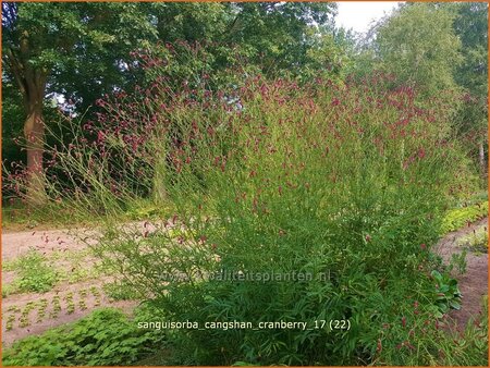 Sanguisorba &#39;Cangshan Cranberry&#39;