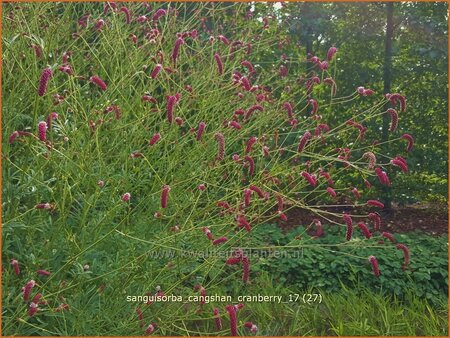 Sanguisorba &#39;Cangshan Cranberry&#39;