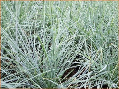 Festuca glauca &#39;Cool as Ice&#39;