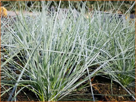 Festuca glauca &#39;Cool as Ice&#39;