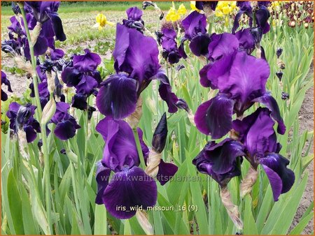 Iris germanica &#39;Wild Missouri&#39;