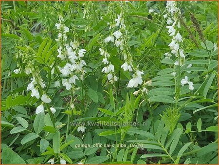 Galega officinalis &#39;Alba&#39;