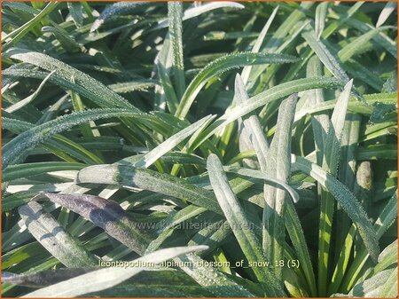 Leontopodium alpinum &#39;Blossom of Snow&#39;