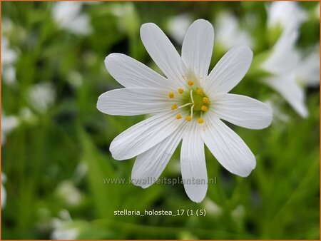 Stellaria holostea
