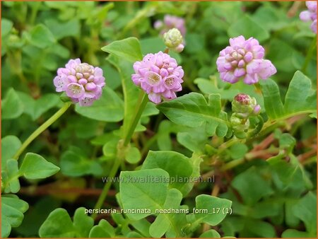 Persicaria runcinata &#39;Needham&#39;s Form&#39;