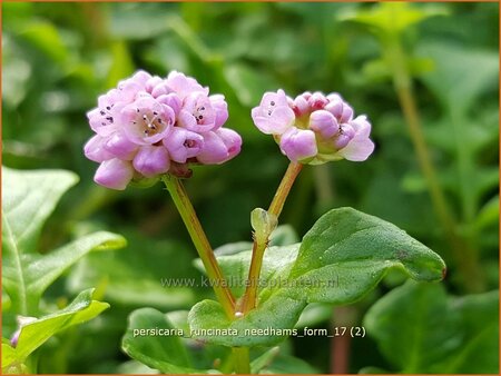 Persicaria runcinata &#39;Needham&#39;s Form&#39;