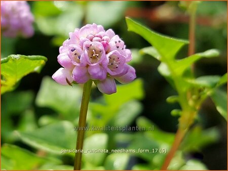 Persicaria runcinata &#39;Needham&#39;s Form&#39;