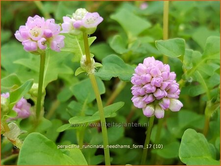 Persicaria runcinata &#39;Needham&#39;s Form&#39;