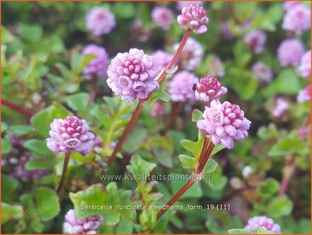 Persicaria runcinata &#39;Needham&#39;s Form&#39;