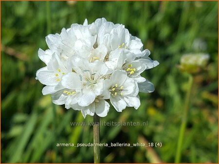 Armeria pseudarmeria &#39;Ballerina White&#39;