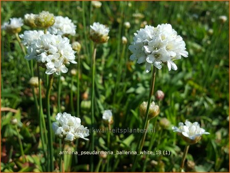 Armeria pseudarmeria &#39;Ballerina White&#39;