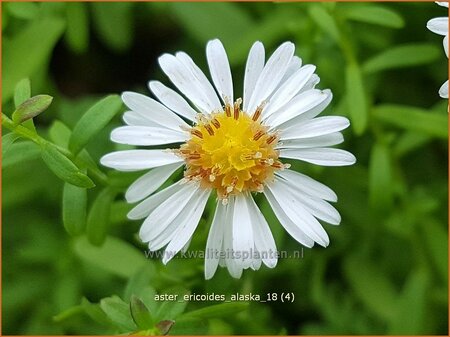 Aster ericoides &#39;Alaska&#39;