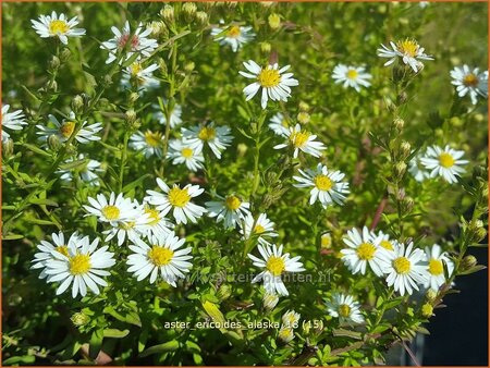 Aster ericoides &#39;Alaska&#39;