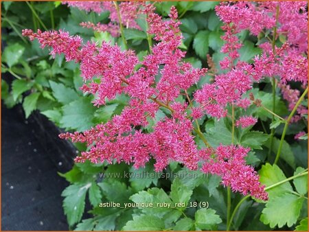 Astilbe &#39;Younique Ruby Red&#39;