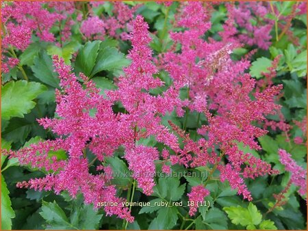 Astilbe &#39;Younique Ruby Red&#39;