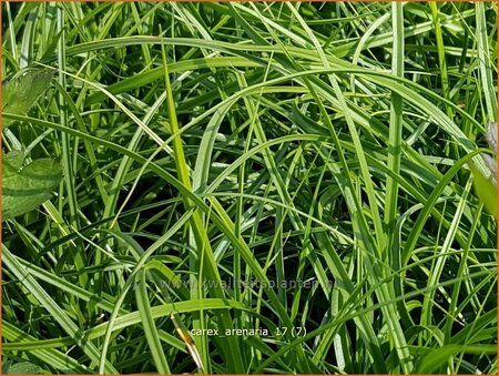 Carex arenaria