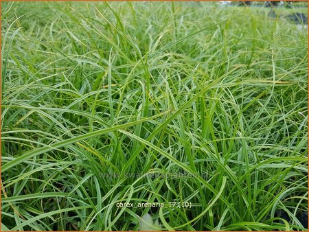 Carex arenaria