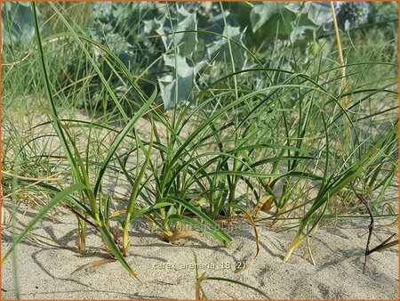 Carex arenaria