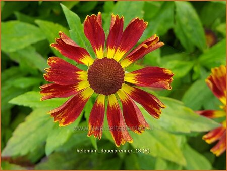 Helenium &#39;Dauerbrenner&#39;