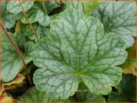 Heuchera &#39;Rex Peppermint&#39;