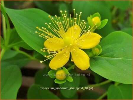 Hypericum inodorum &#39;Rheingold&#39;