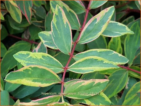 Hypericum moserianum &#39;Tricolor&#39;