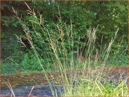 Molinia arundinacea &#39;JS Mostenveld&#39;