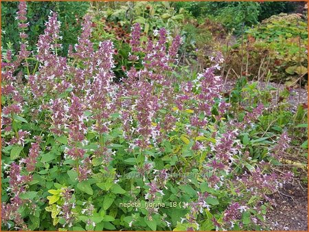 Nepeta &#39;Florina&#39;