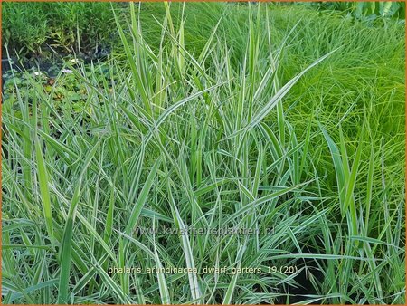 Phalaris arundinacea &#39;Dwarf Garters&#39;