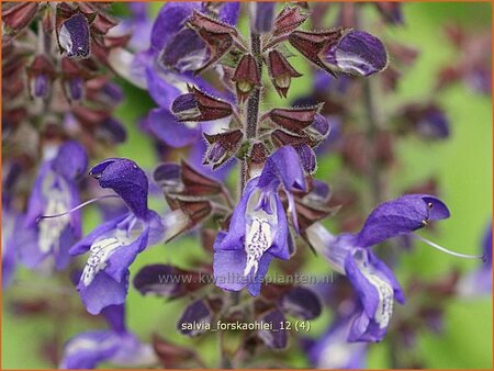 Salvia forskaohlei