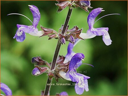 Salvia forskaohlei