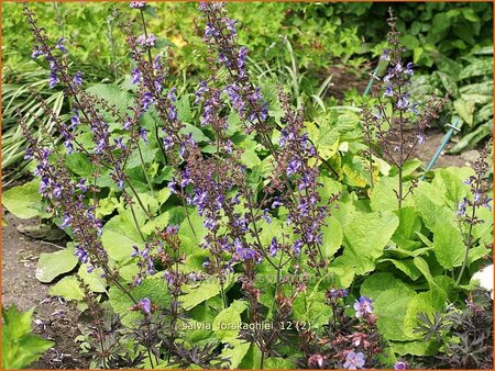 Salvia forskaohlei