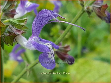 Salvia forskaohlei