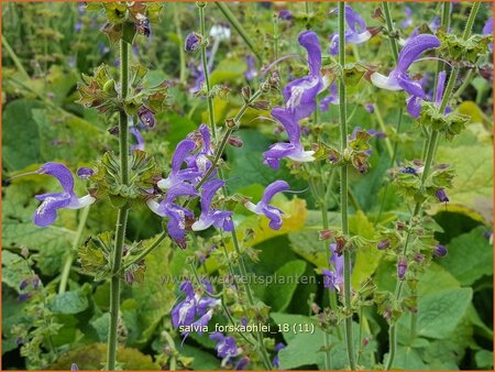 Salvia forskaohlei