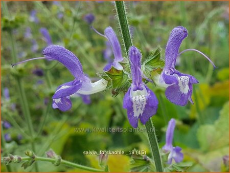 Salvia forskaohlei