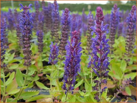 Salvia nemorosa 'Sensation Compact Deep Blue'
