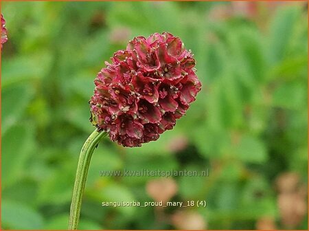 Sanguisorba &#39;Proud Mary&#39;