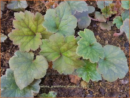Tellima grandiflora &#39;Moorblut&#39;