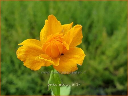 Trollius asiaticus