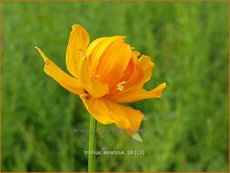 Trollius asiaticus