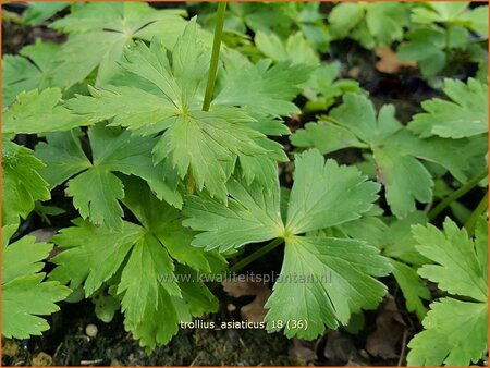 Trollius asiaticus